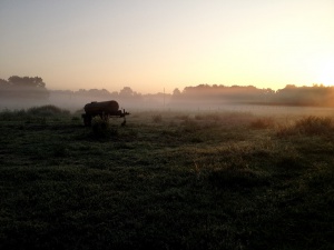 Suchbild - Galdina im Morgennebel