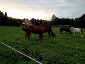 Galdina und Winnetou