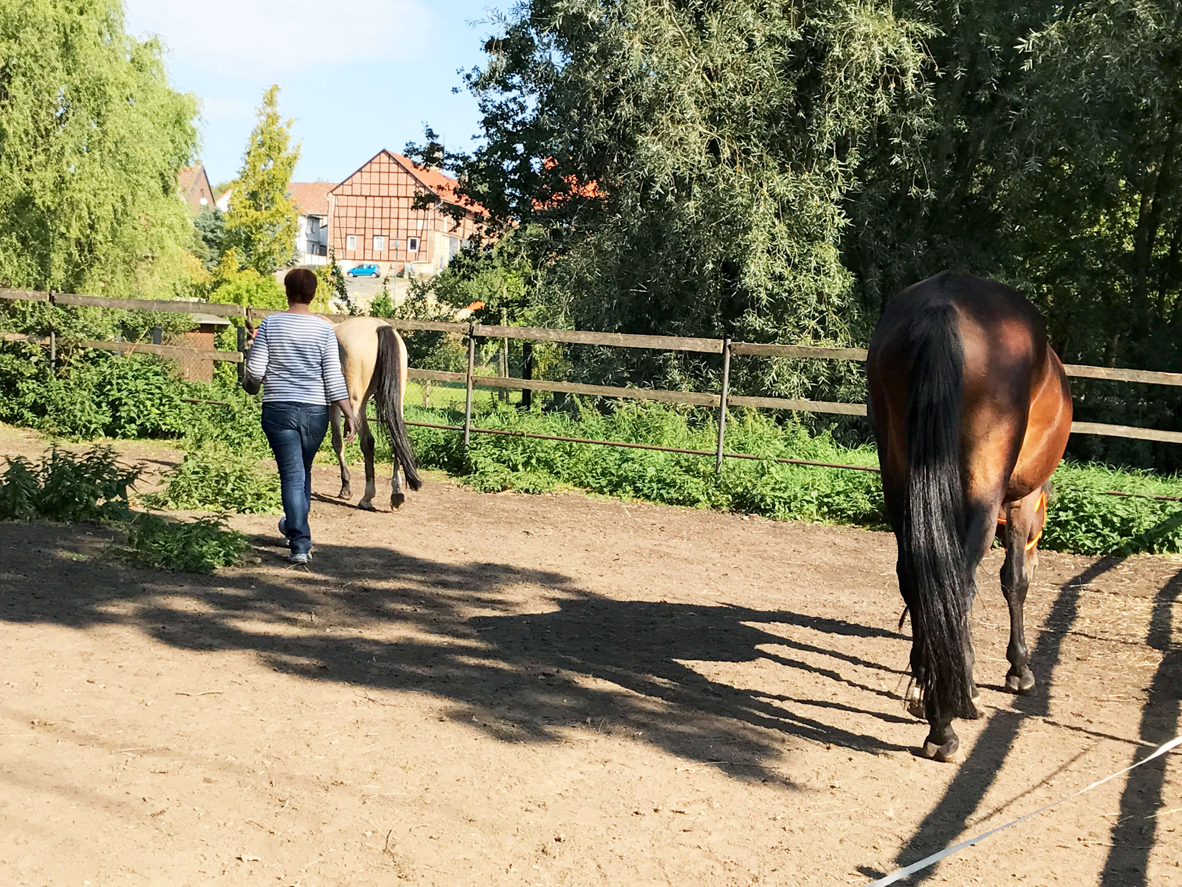 Coaching mit Pferden - eine Übung