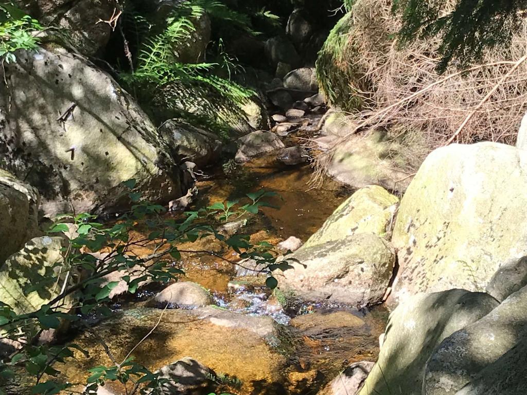 Steinerne Renne - Harz