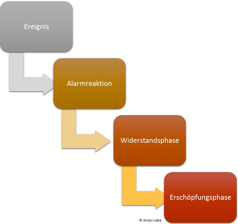 Stresstheorie nach Selye - Coaching mit Pferden Harz