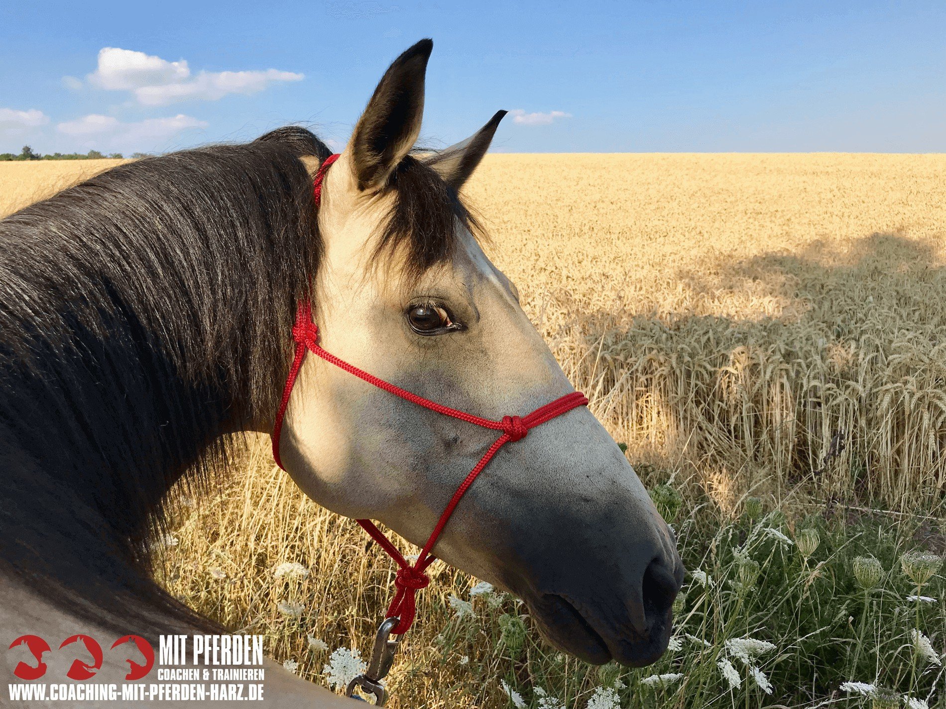 Führung (neu) erleben | Coaching mit Pferden Harz