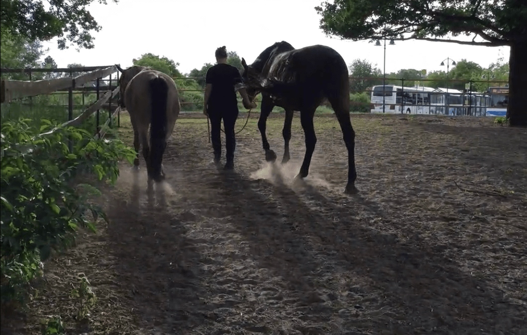 Coaching mit Pferden Harz, pferdegestütztes Coaching, pferdegestütztes Training, Seminare mit Pferden