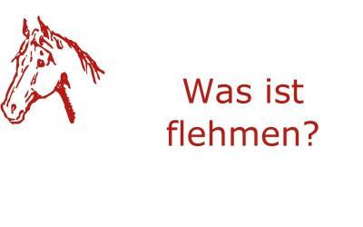 Was ist flehmen?