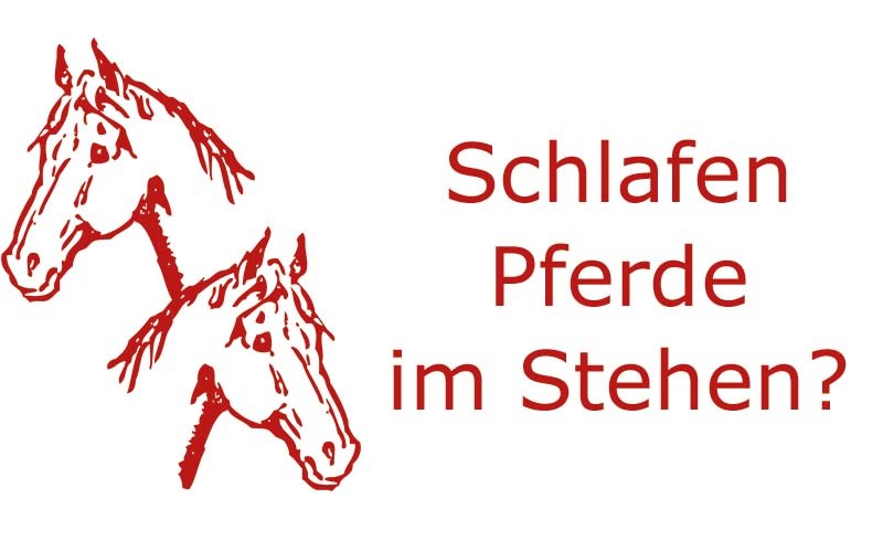 Schlafen Pferde im Stehen? | Coaching mit Pferden Harz - Antje Liebe
