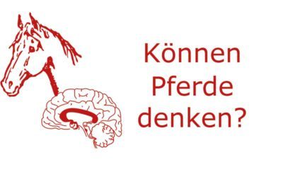 Können Pferde denken?