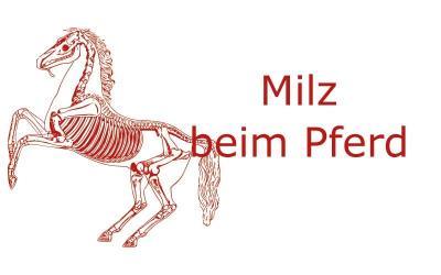 Welche Aufgabe hat die Milz beim Pferd?