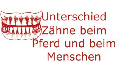 Zähne beim Pferd und beim Menschen – gibt es Unterschiede?