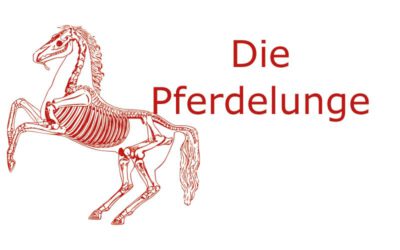 Die Pferdelunge: Aufbau, Funktion und Erkrankungen