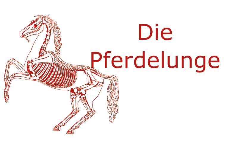 Die Pferde Lunge - Lunge eines Pferdes | Coaching mit Pferden Harz - Antje Liebe