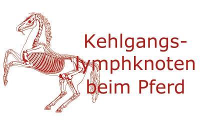 Was kann man an den Kehlgangslymphknoten ablesen?
