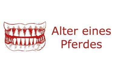 Das Alter eines Pferdes kann anhand der Zähne ermittelt werden