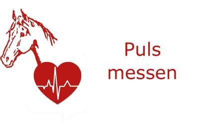 Puls messen – 5 Stellen beim Pferd