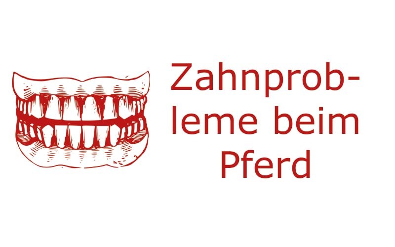 Zahnprobleme beim Pferd, Zahnprobleme bei Pferden, Knabberholz | Coaching mit Pferden Harz - Antje Liebe