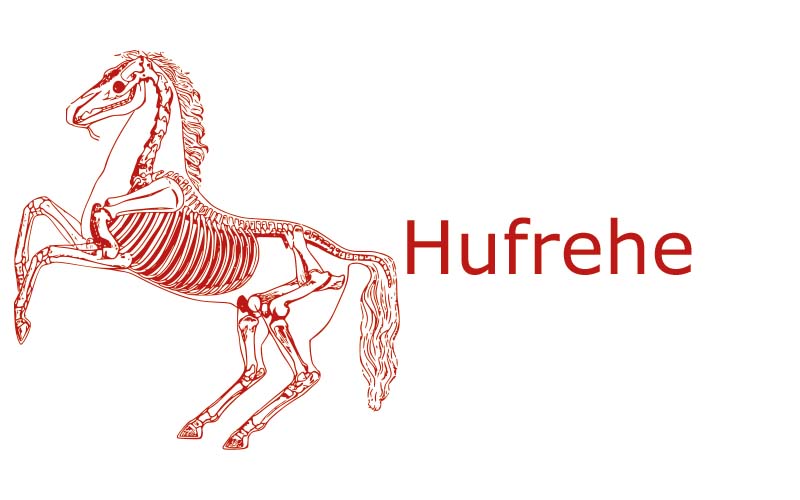 Hufrehe | Coaching mit Pferden Harz - Antje Liebe