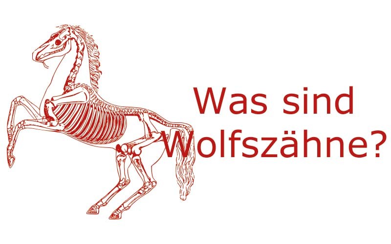 Wolfszähne bei Pferden | Coaching mit Pferden Harz - Antje Liebe