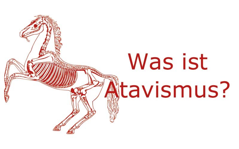 Was ist Atavismus?, Atavismus bei Pferden, Pferde Atavismus | Coaching mit Pferden Harz - Antje Liebe