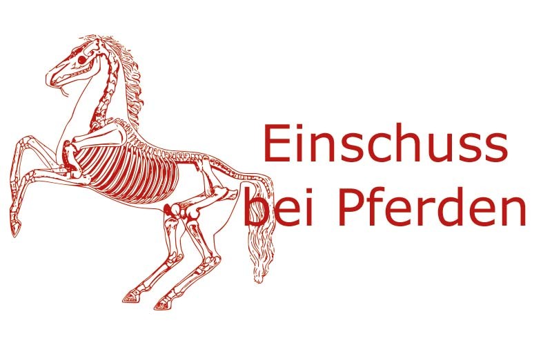 Einschuss bei Pferden | Coaching mit Pferden Harz - Antje Liebe