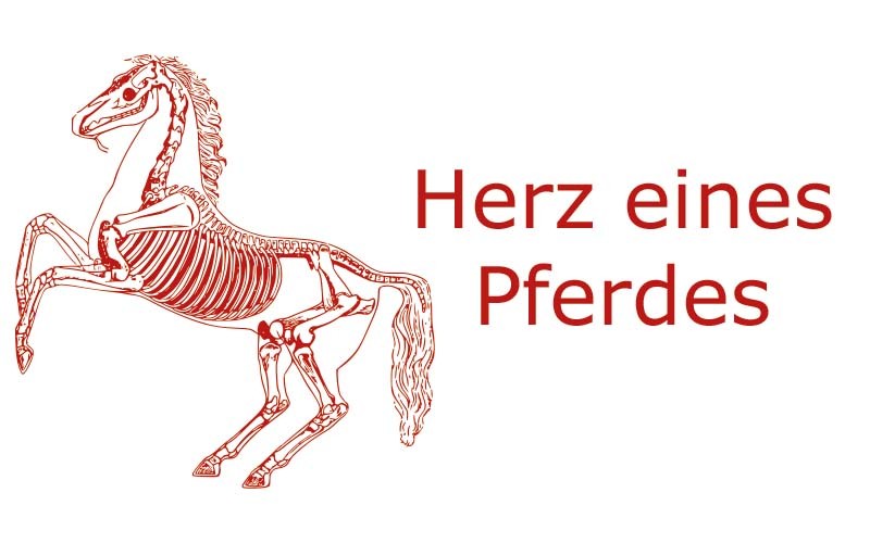 Herz eines Pferdes | Coaching mit Pferden Harz - Antje Liebe
