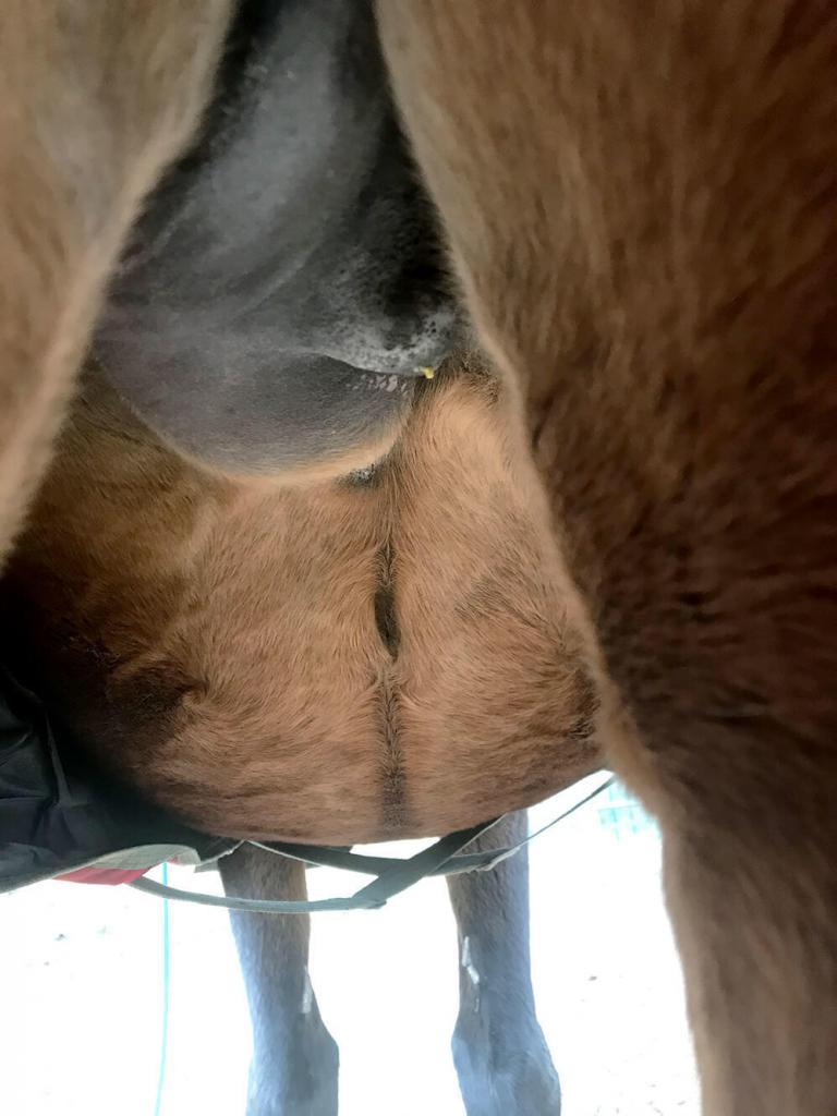 Mastitis bei einem Pferd