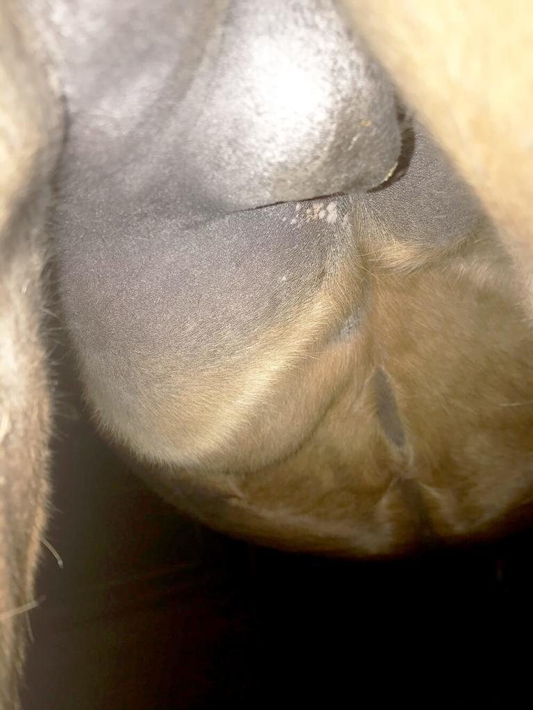 Was ist eine Mastitis? 2