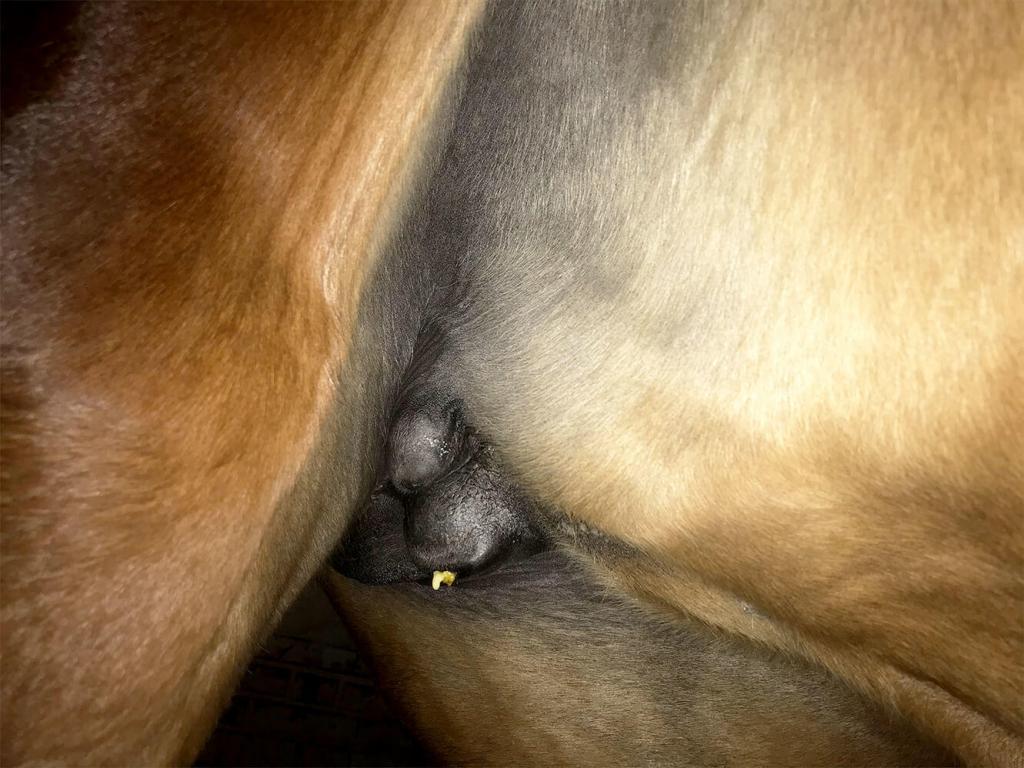 Was ist eine Mastitis? 7