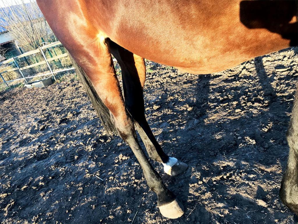 Was ist eine Mastitis? 13