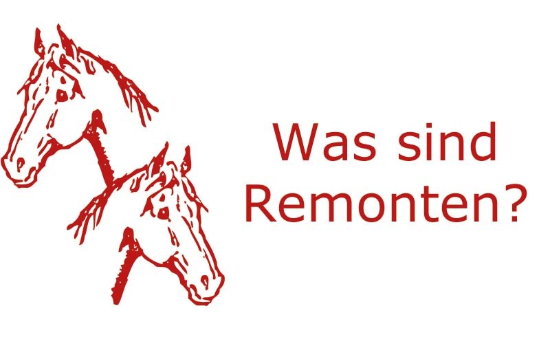 Was sind Remonten Pferde | Coaching mit Pferden Harz - Antje Liebe