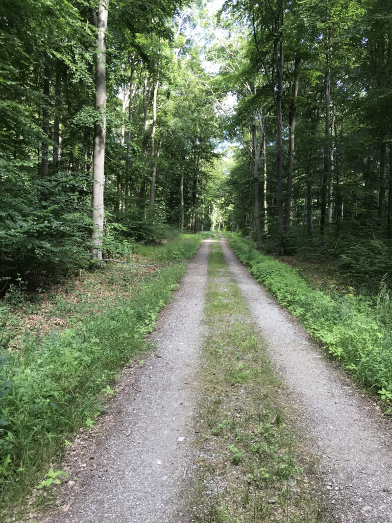 Walk & Coach, Zeit für mich, Zeit zum Entschleunigen, Achtsamkeit | Coaching mit Pferden Harz - Antje Liebe