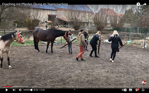 Video Teamcoaching mit Pferden