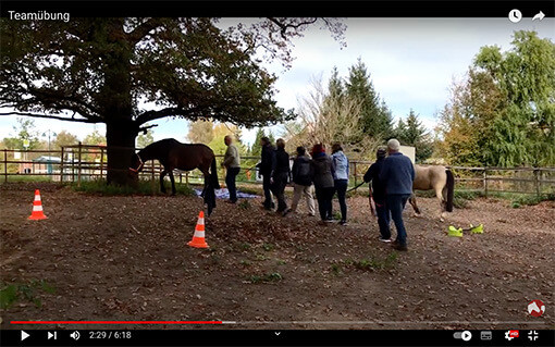 Video Teamübung mit Pferden